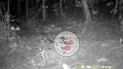 A massive melanistic male jaguar stalks and then proceeds to attack a tapir. Recorded in Xingu, Brazilian Amazon.