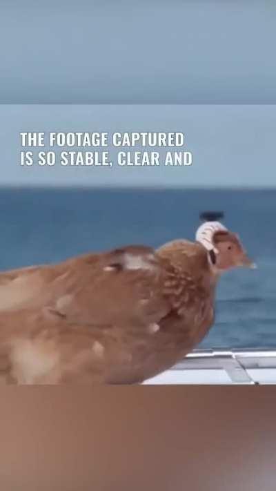 Chicken: An answer to camera shake