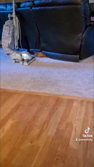 8 week old Dalilah out smarts 8 month old Sampson. I watch this anytime I wanna laugh. Love my pups.