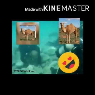 Hmdl 144p 1080p [halal 100% WORKIMG 2021] PUNJABI FREE CAMEL PETER GRIFFIN SECKS😳ننينن ههههههههههه