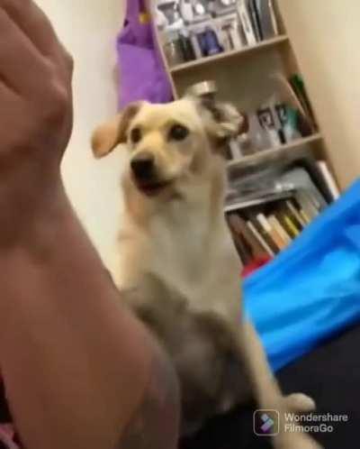 The concerned look on this dog's face