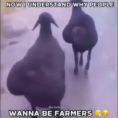 Cursed_farmers