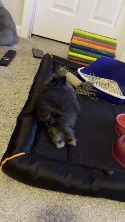 Is this normal for him to be shaking/trembling like this?