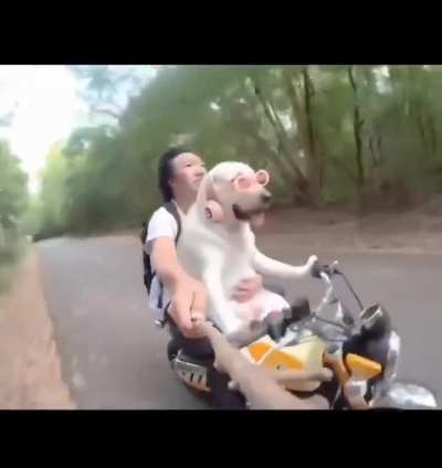 燒杯狗狗之駕駛狗狗