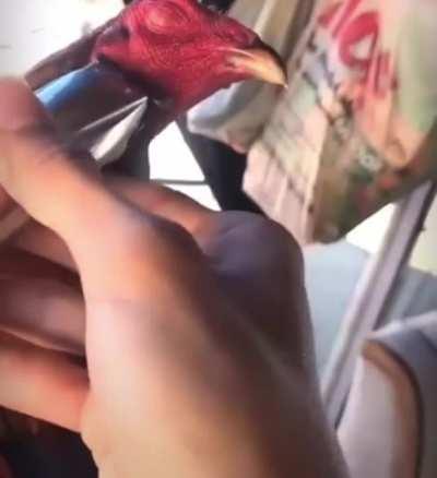 Blursed cock getting a shave.