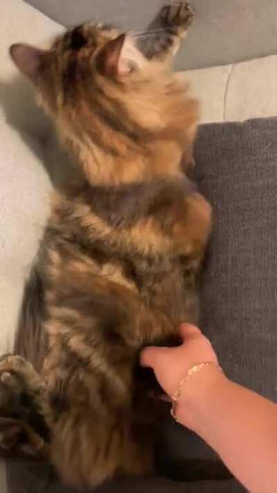 Kitty spa after a long day sleeping