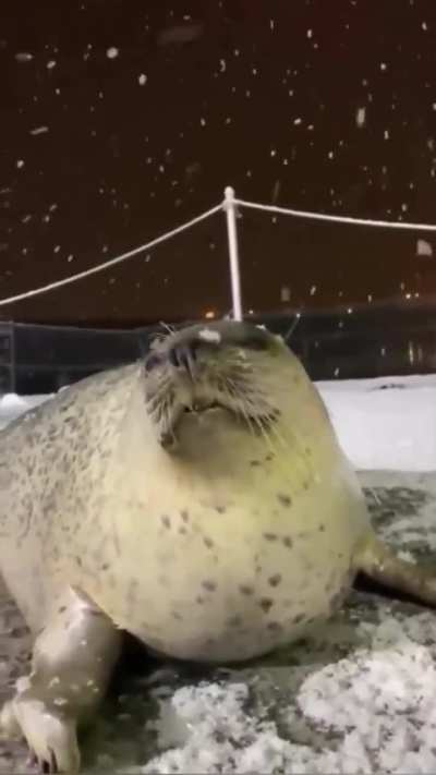 Seal who is going to be okay