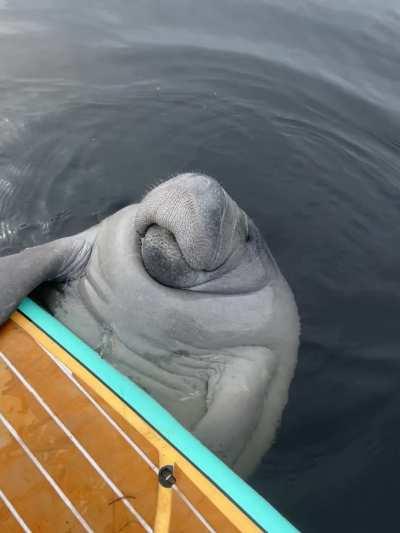 Big Bugger Board Hugger