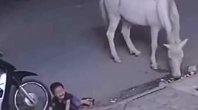 PARENT LEAVES KID ALONE WITH A HORSE!!