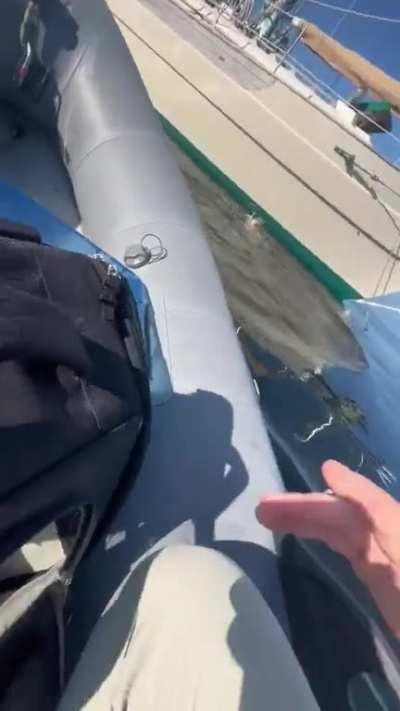 To jump to the boat 