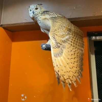 Owl showing off its wing