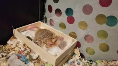 big yawn for such a tiny unit