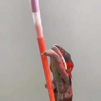 Chameleons are beautiful