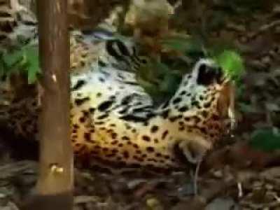 Big cats will often eat tender plant leaves and grass as part of their diet. They provide additional nutrients and serve as purgatives. This jaguar was filmed eating yage leaves, used by Amazonian tribes to make hallucinogens, which they say enhance the b