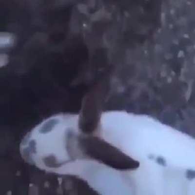 This sure is not wholesome