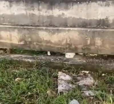 What was behind that cat?