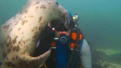 Seals are the dogs of the sea