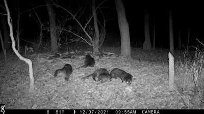 River otters playing in the leaves