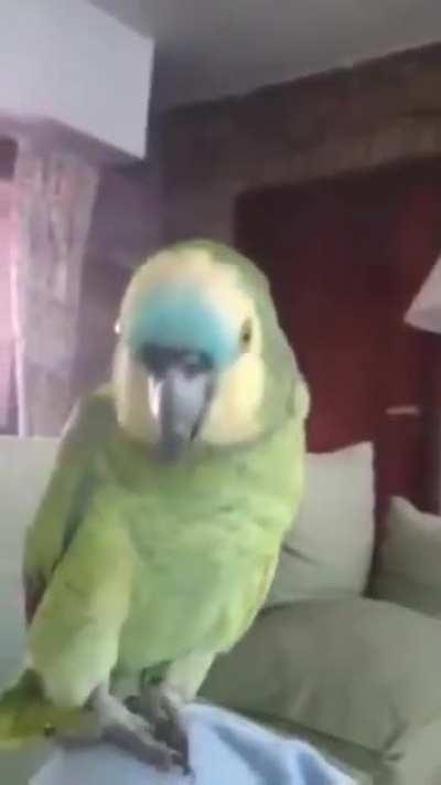 Um oponente digno contra o bem te vi