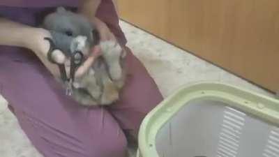 This bunny at nail-trimming time