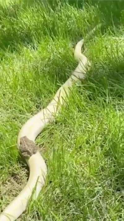 Der Mittwochsfrosch unterwegs auf dem Schlangenexpress.