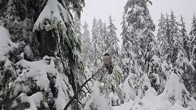 Whisky Jack perched on a branch in the middle of a Snowstorm on Mt. Seymour