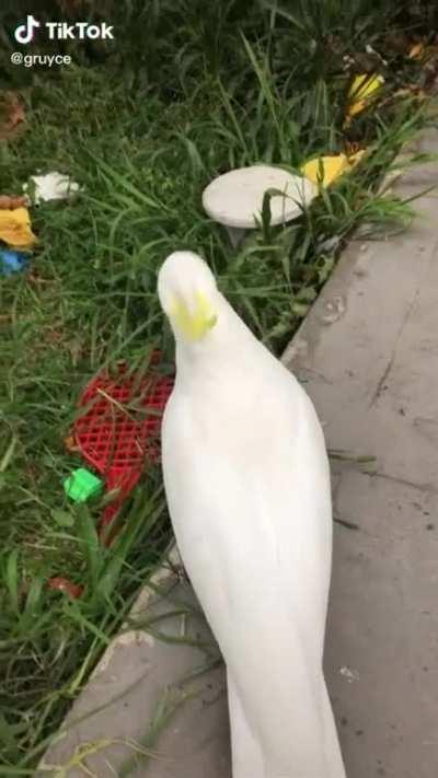 He was never seen again