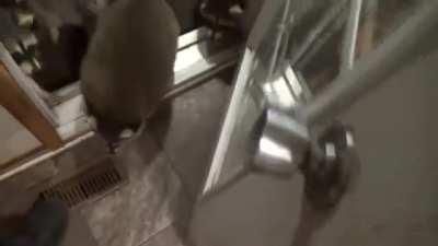 Extra Thicc Raccoon Chonkers getting Cookies!