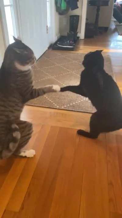 Cat fight imminent