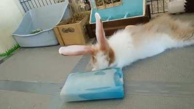 Summer Tips : How to take a cold shower 😊