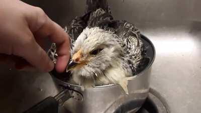 I brought my Easter Egger with the bad foot into the house for a soak. Not having any appropriately sized bowls or pans available, I used a pot.