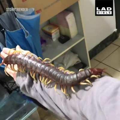 Thanks, I hate knowing they get that big.