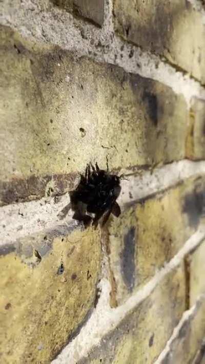 Der Frühling ist da, meine Duden