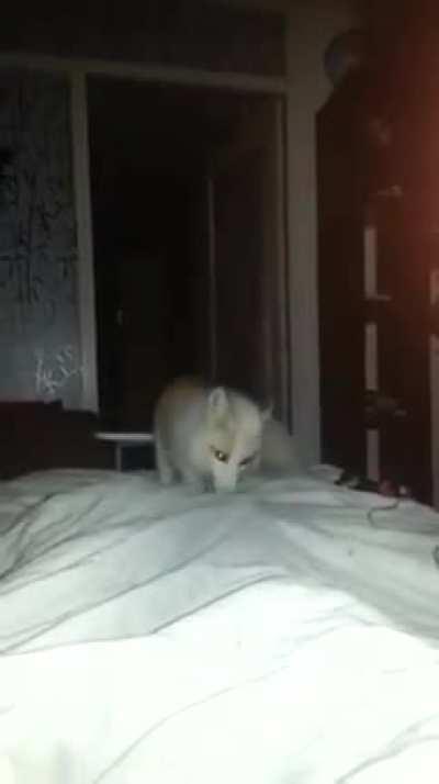 cómo miss bolivia se canso de que tom le robe las frutas de la verduleria e hizo que lo baneen de twitch les intento subir el animo con un zorrito que piensa que las sabanas son nieve