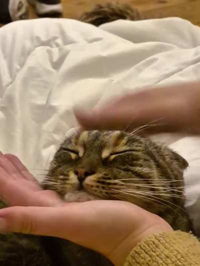 Maybe my cat has reached enlightenment, maybe she just lost her last braincell. Whatever it is, I'll have what she's having!