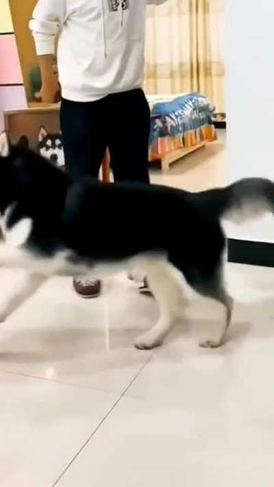 Husky makes fun of the owner's injured leg...