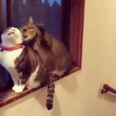 Man... I swear cats are fucking weird xD but still less than humans lol