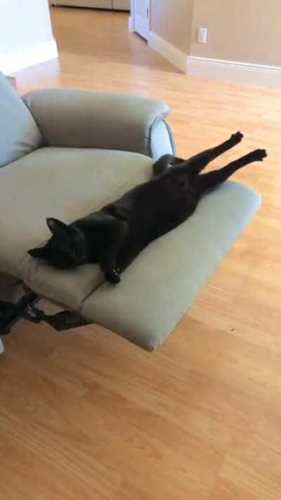 From abandoned cat To spoiled house panther. He’s the best baby.