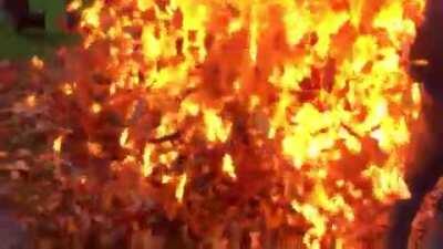 Burning leaves with gasoline WCGW?