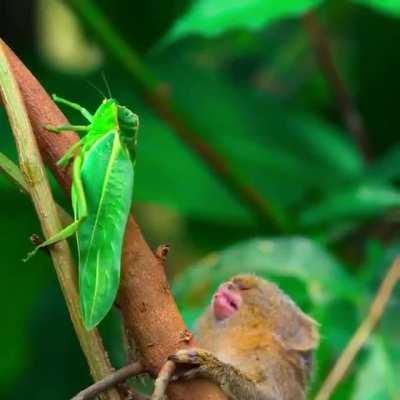 Pygmy marmoset is fascinated by an insect