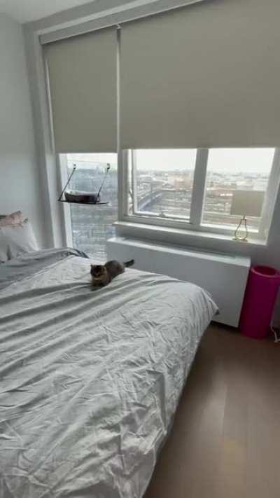 Re-upload: I think my cat had a moment