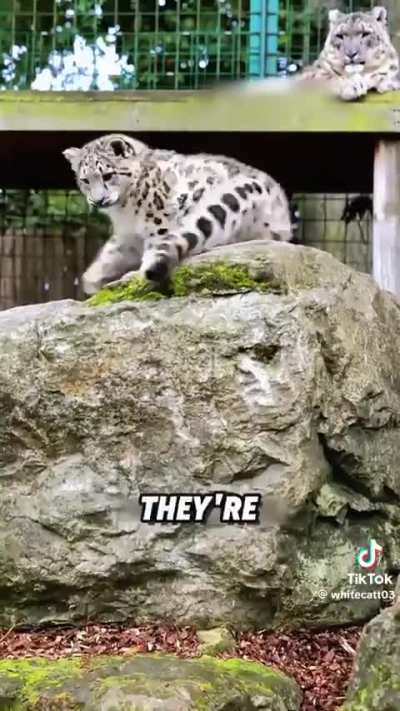 Why don’t snow leopards attack humans?