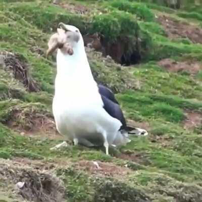 Just a bird eating a rabbit.