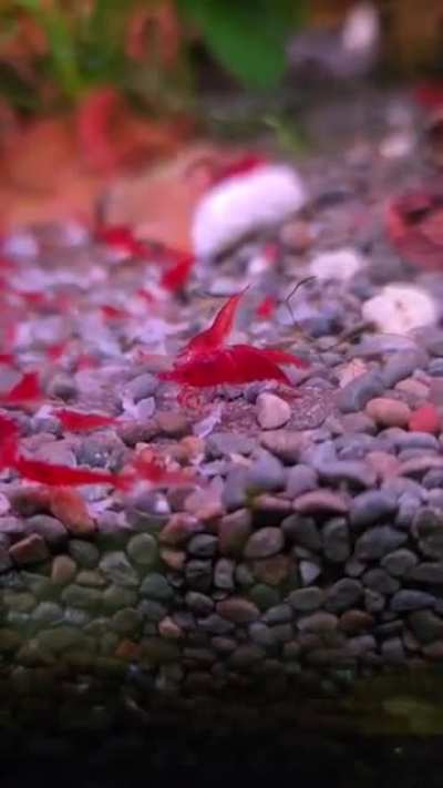 Is it  happening, shrimp styling?
