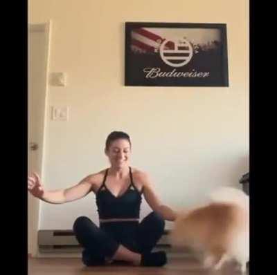 That Girl's Dog Got Shooketh.