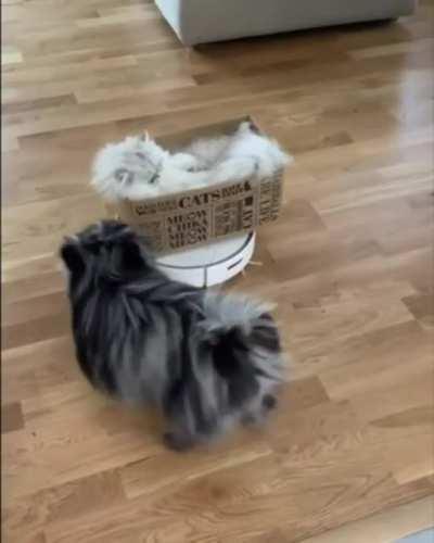 they se me rolling and they hate me