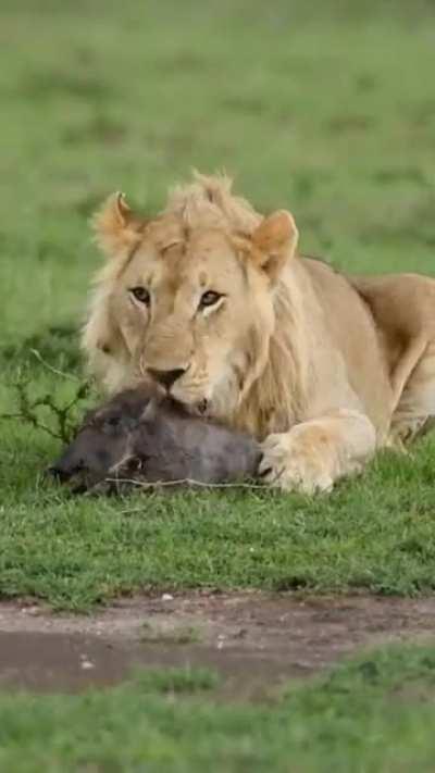 Lion licking a Warthog piglet while it screams in horror