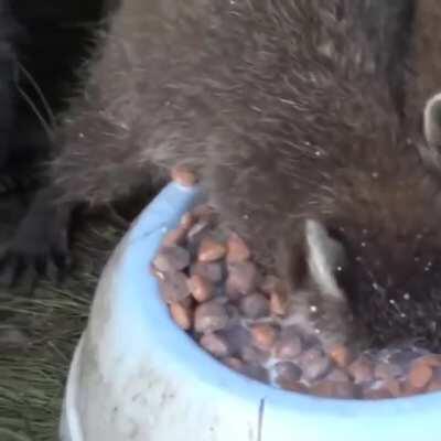 Feasting in Pawnee, Indiana