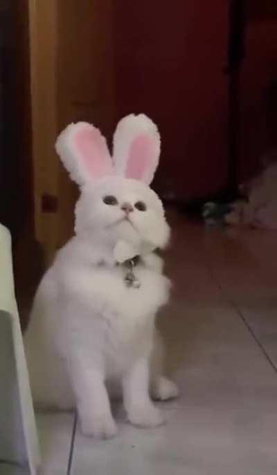 A confused cabbit...