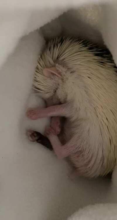 Penelope dreaming about chasing some worms 😴🦔